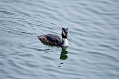 随拍——华山湖的凤头PT（三）