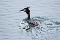 随拍——华山湖的凤头PT（三）