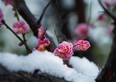 红梅傲雪（13）