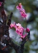 红梅傲雪（13）