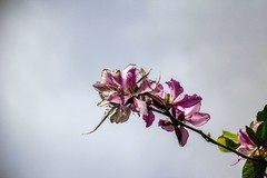 洋紫荆花（四）
