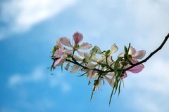 洋紫荆花（四）