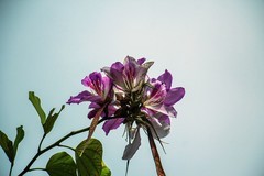 洋紫荆花（四）