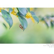 蝉蜕