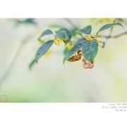 蝉蜕
