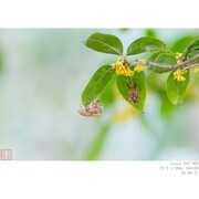 蝉蜕