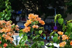 花城廣州之 天橋（二）