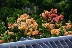 花城廣州之 天橋（二）