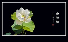 圣洁如雪的白荷花