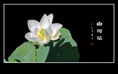 圣洁如雪的白荷花