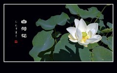 圣洁如雪的白荷花