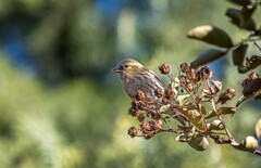 小黄雀（十八）