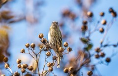 小黄雀（十八）