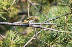 小黄雀（十八）