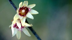 裕西公园拍腊梅