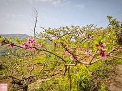 2025.4.4春天的花（6）