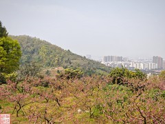 2025.4.4春天的花（6）