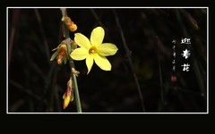 金灿灿的迎春花