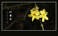 金灿灿的迎春花