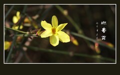 金灿灿的迎春花