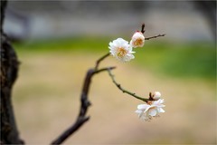 2026年第0201贴 - 北京明城墙梅花开（0317）