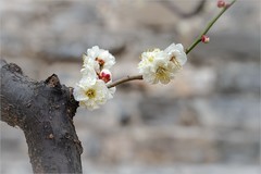 2026年第0201贴 - 北京明城墙梅花开（0317）