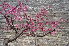 2026年第0201贴 - 北京明城墙梅花开（0317）