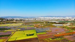云南建水五彩斑斓的农田