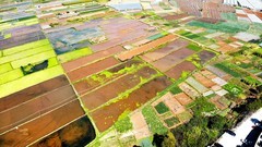 云南建水五彩斑斓的农田