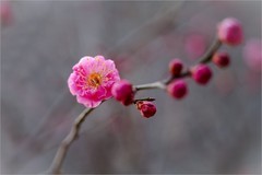 2026年第0200贴 - 北京明城墙梅花开（0317）