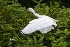 鹜岛里的白鹭（100）