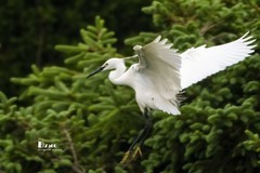 鹜岛里的白鹭（100）