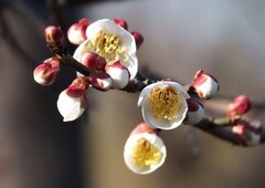 2026马年梅花掠影