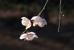 2026马年梅花掠影