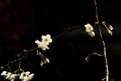 2026花卉植物赏析【7】
