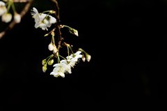 2026花卉植物赏析【7】