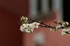 2026花卉植物赏析【7】