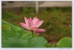 荷花【丙午年-165】