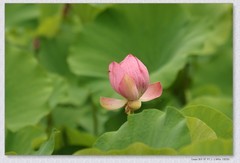 荷花【丙午年-165】