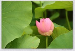 荷花【丙午年-165】