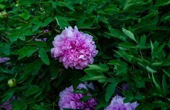 国色天香牡丹花（七）