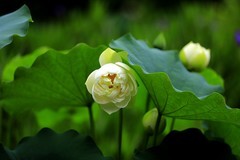 白荷花