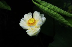 白荷花