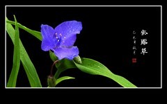 毛绒绒花蕊的紫露草花