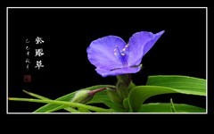 毛绒绒花蕊的紫露草花