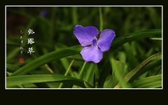 毛绒绒花蕊的紫露草花