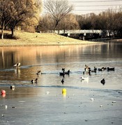 初冬南 海子公园里的孔雀和大雁