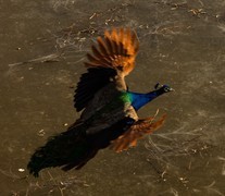 初冬南 海子公园里的孔雀和大雁