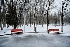 森林公园雪花纷飞兆丰年
