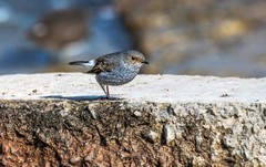红尾水鸲（十八）
